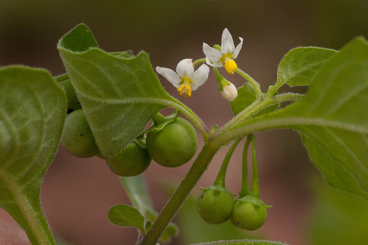 Solanum nigrum