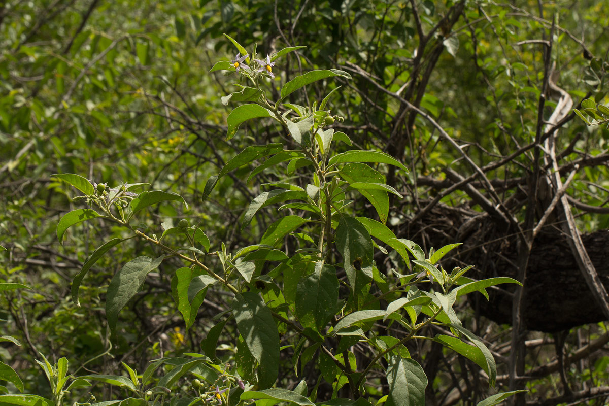 Solanum tettense var. renschii Solanum tettense var. renschii