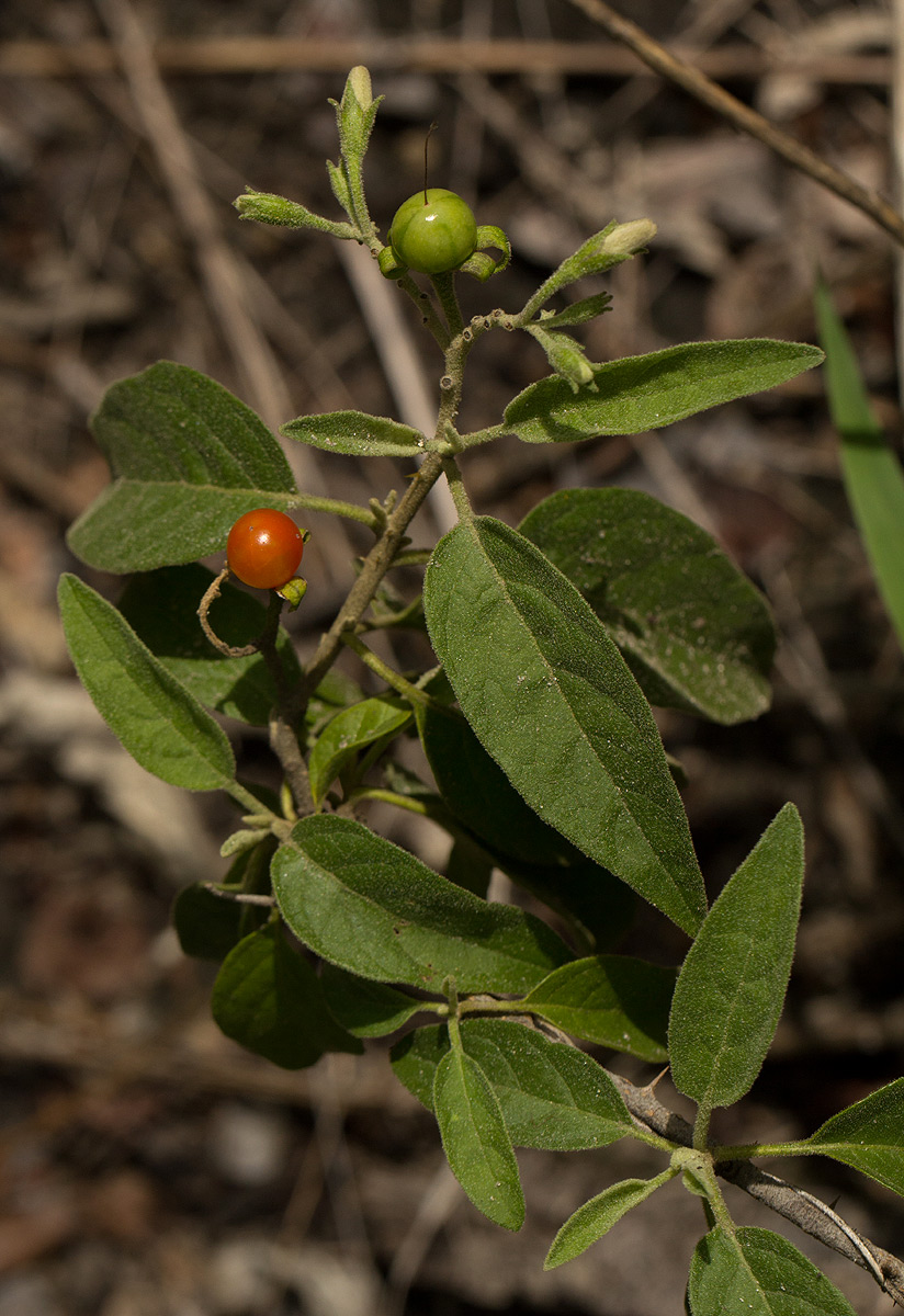 Solanum tettense var. renschii