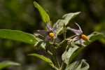 Solanum tettense var. renschii