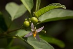 Solanum tettense var. renschii