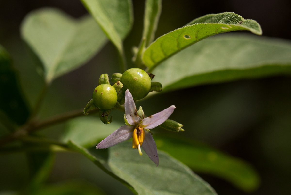Solanum tettense var. renschii