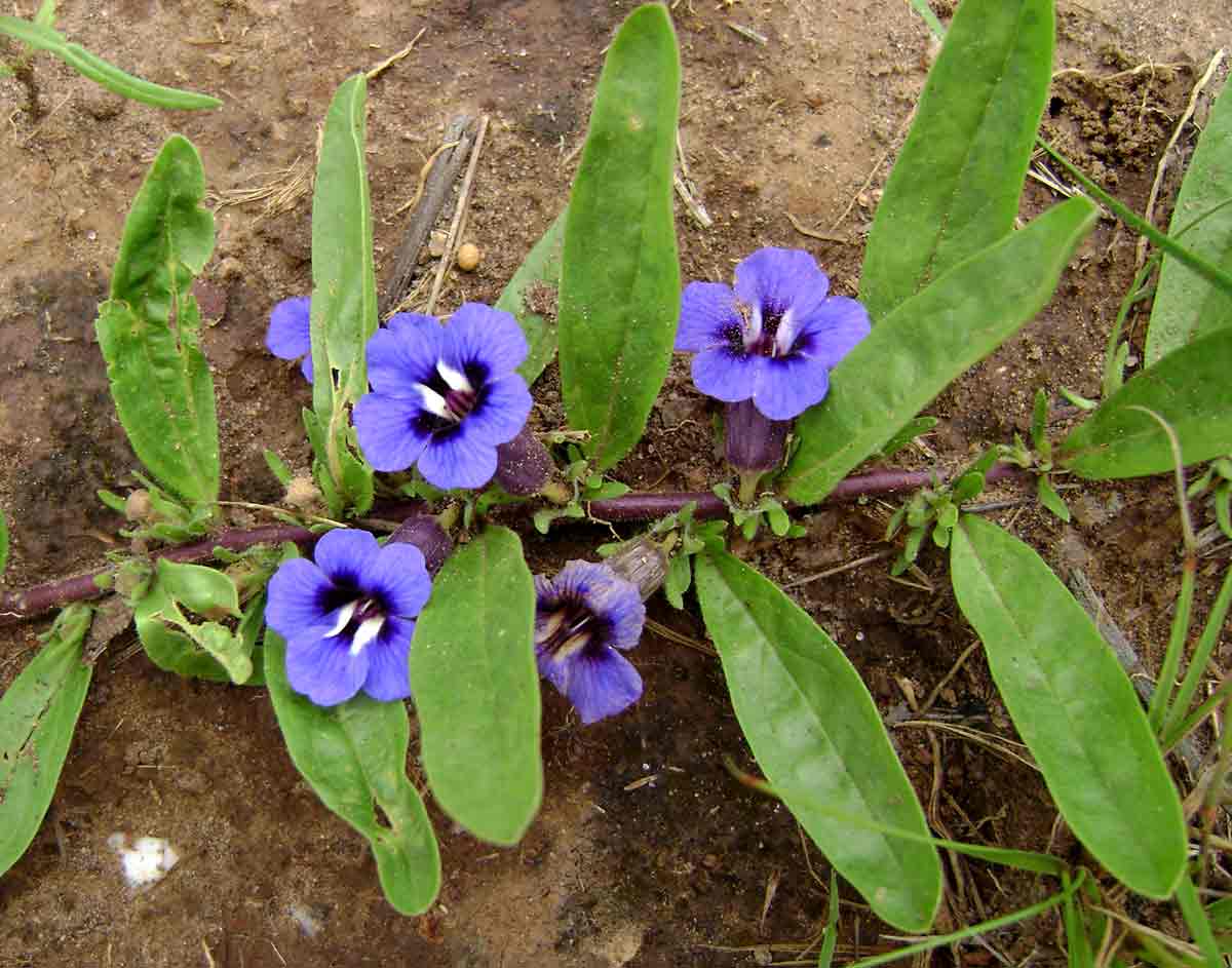 Aptosimum decumbens