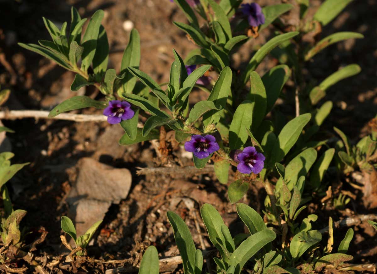 Aptosimum decumbens