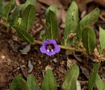Aptosimum decumbens