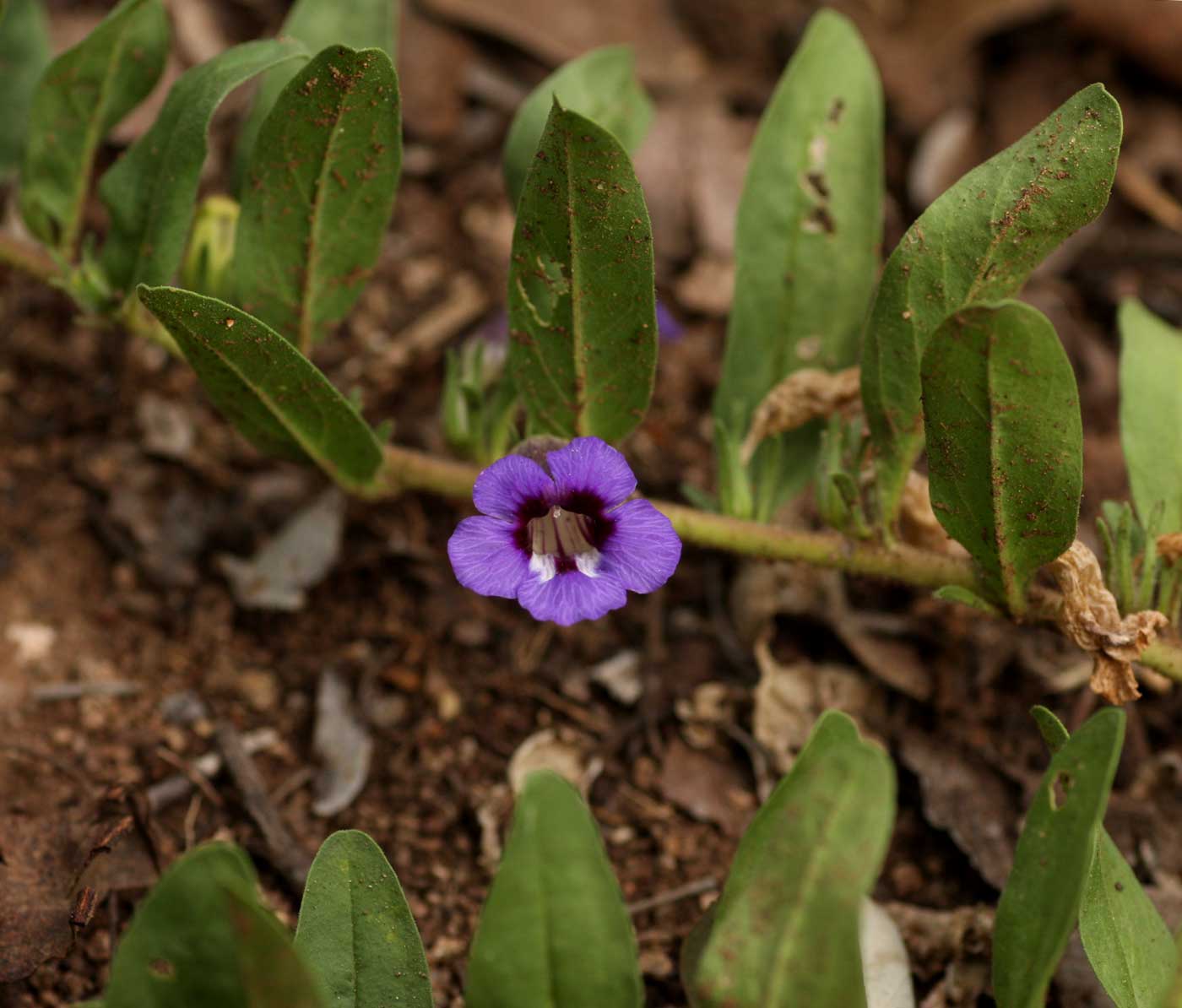 Aptosimum decumbens