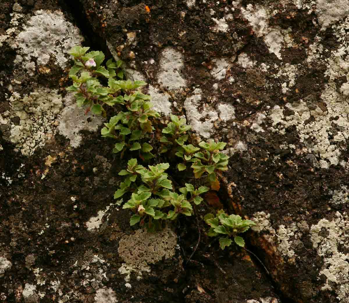 Stemodiopsis rivae Stemodiopsis rivae