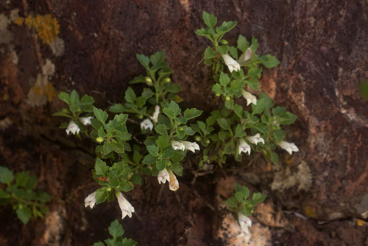 Stemodiopsis rivae Stemodiopsis rivae