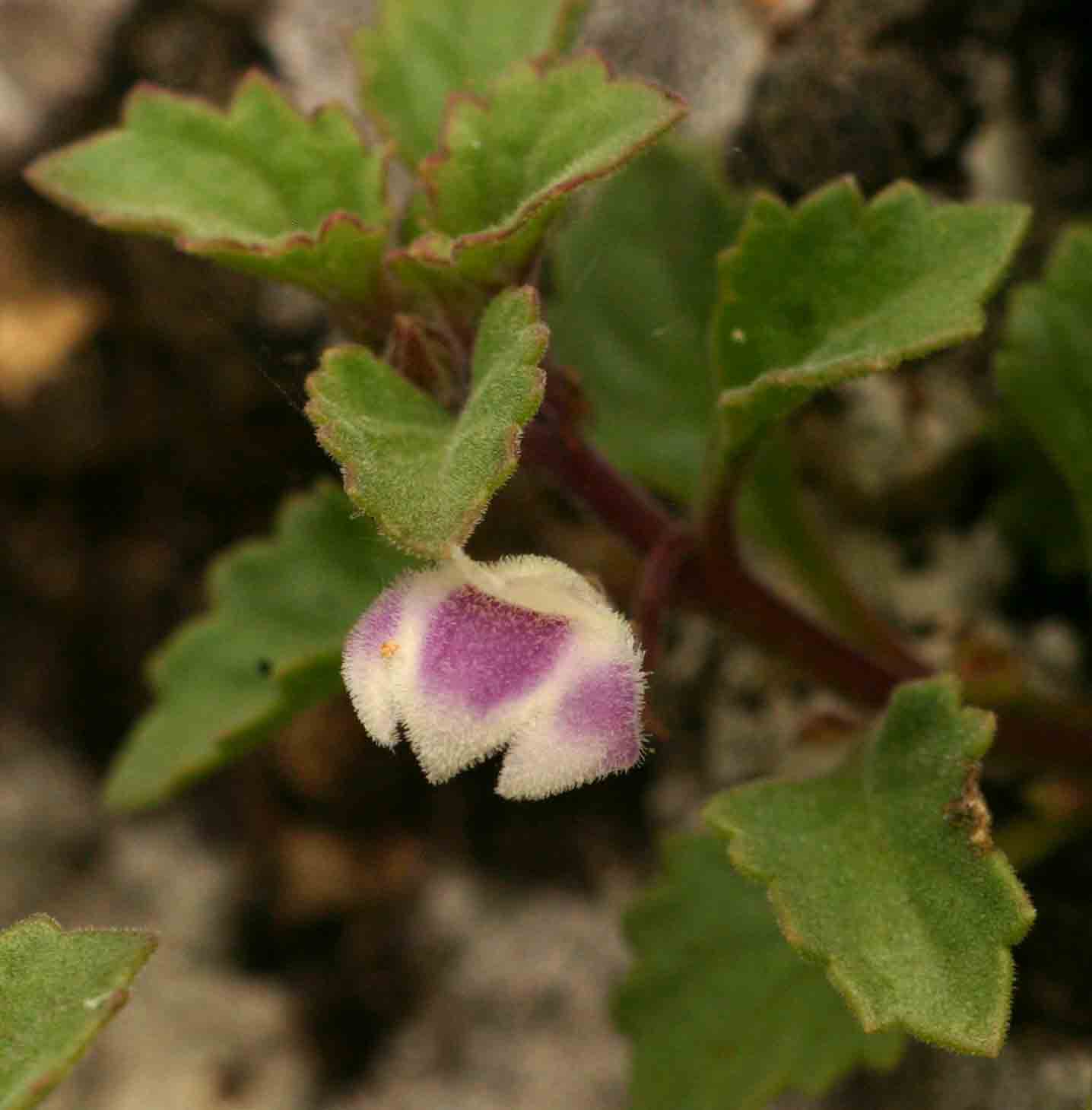 Stemodiopsis rivae Stemodiopsis rivae