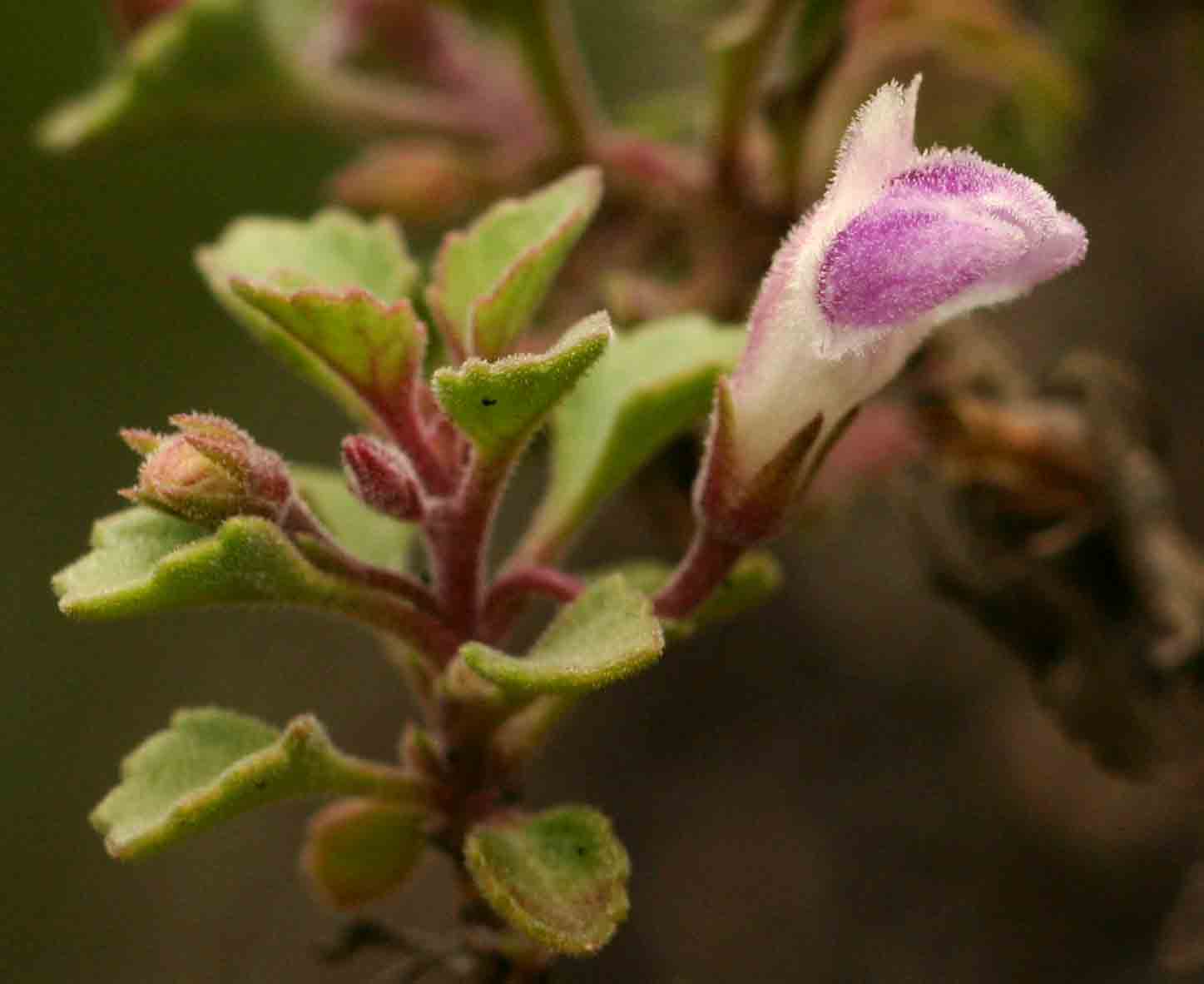 Stemodiopsis rivae Stemodiopsis rivae