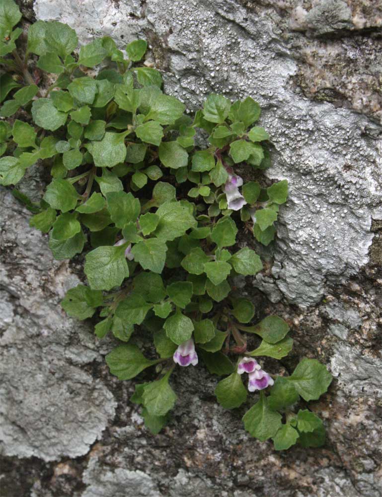 Stemodiopsis rivae Stemodiopsis rivae