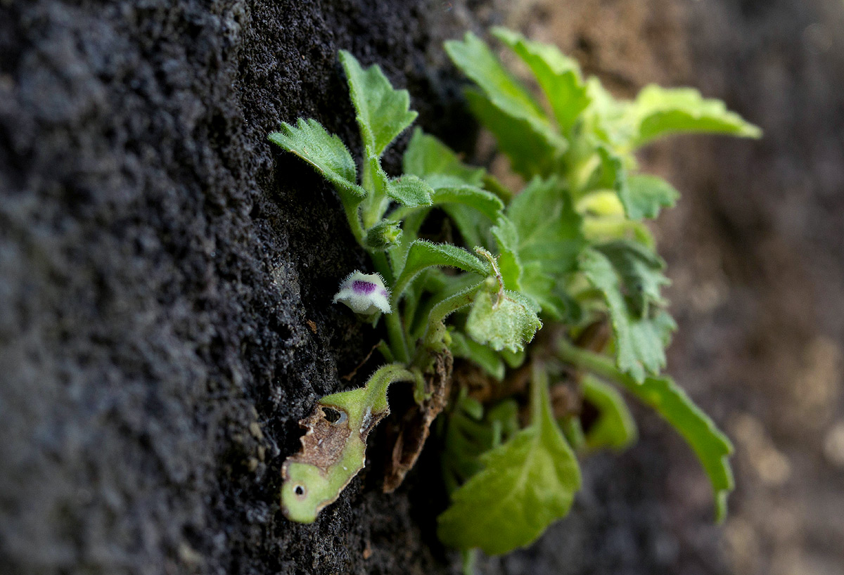 Stemodiopsis rivae Stemodiopsis rivae