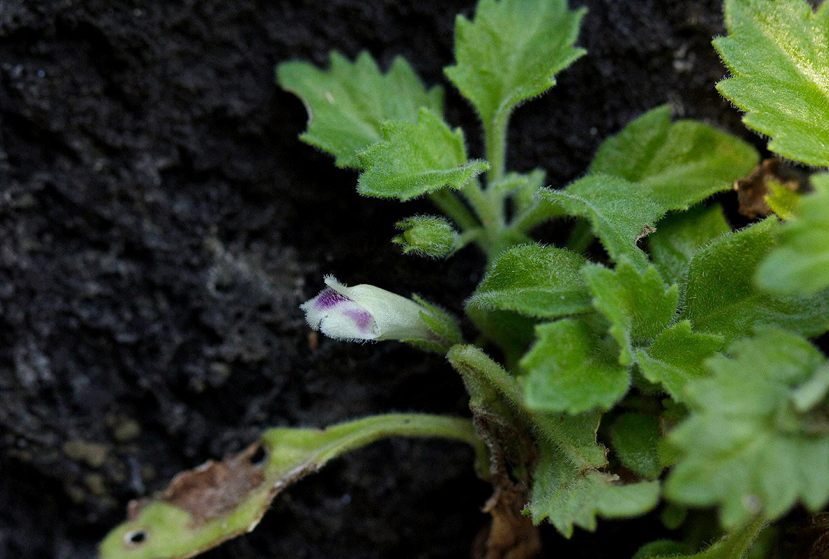 Stemodiopsis rivae Stemodiopsis rivae