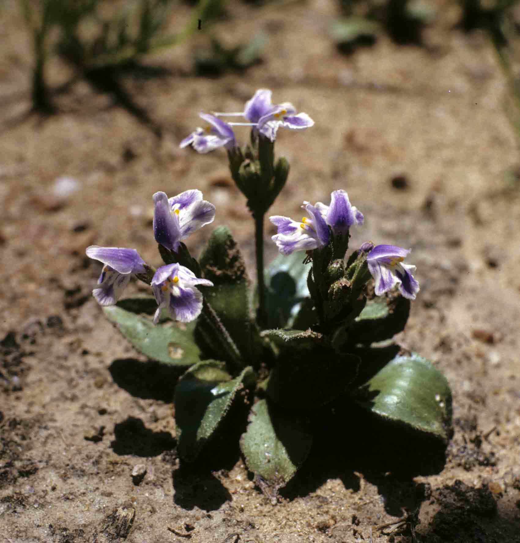 Craterostigma plantagineum