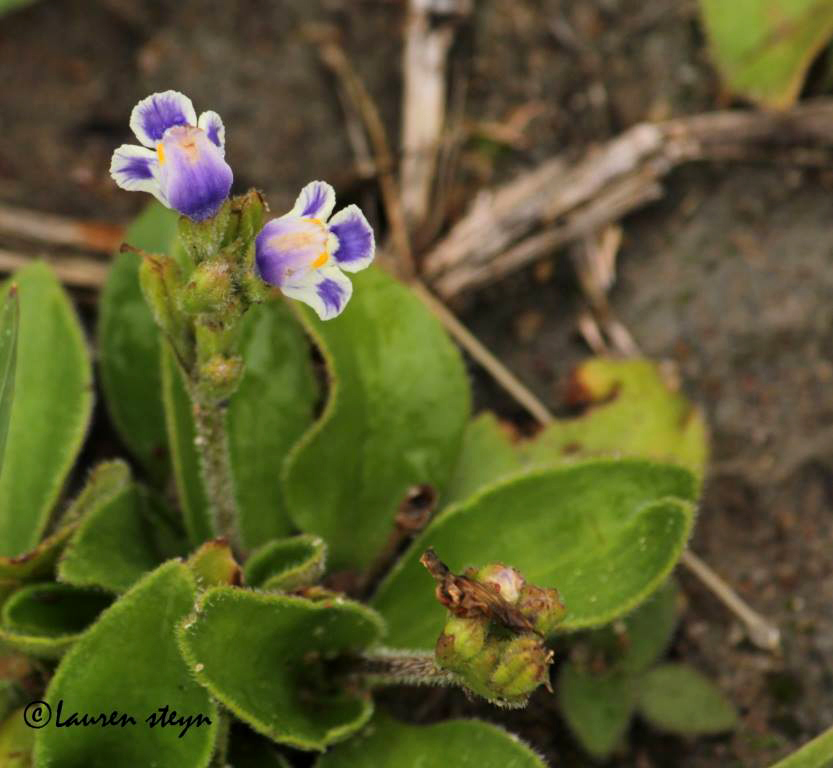 Craterostigma plantagineum