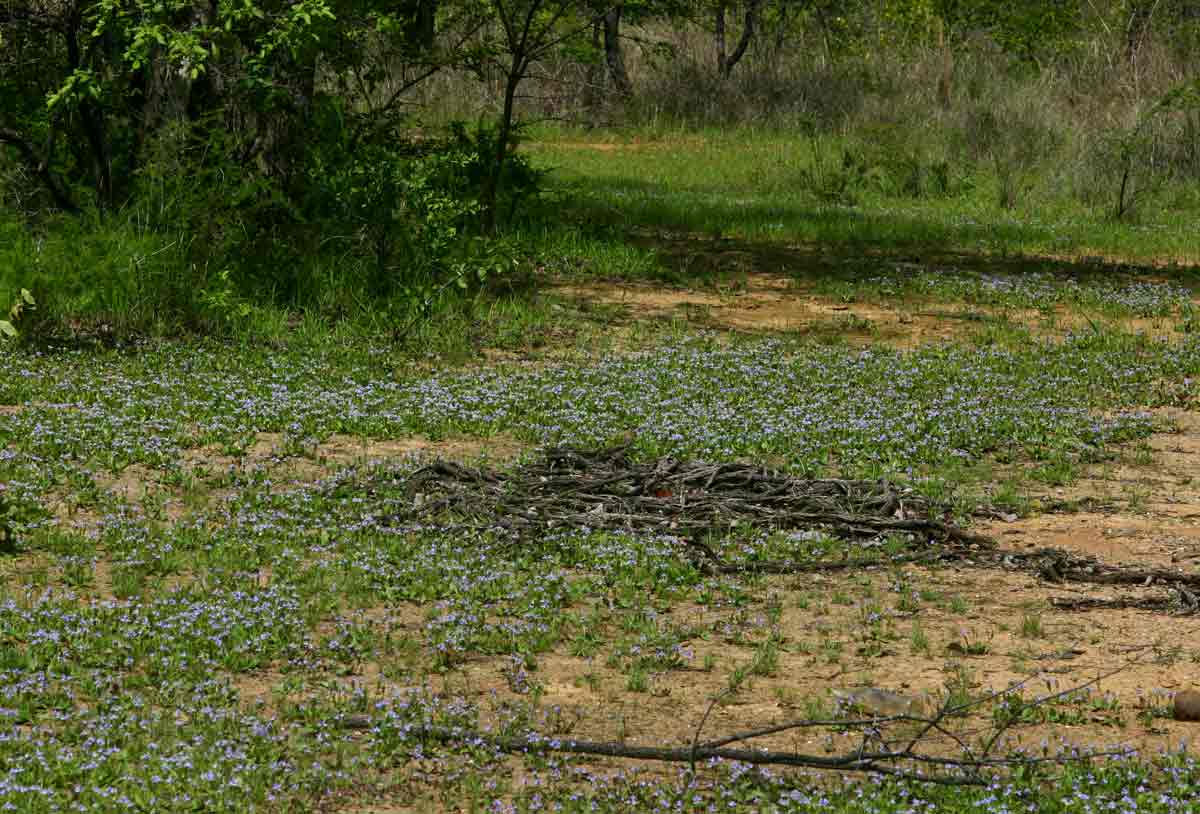 Craterostigma plantagineum
