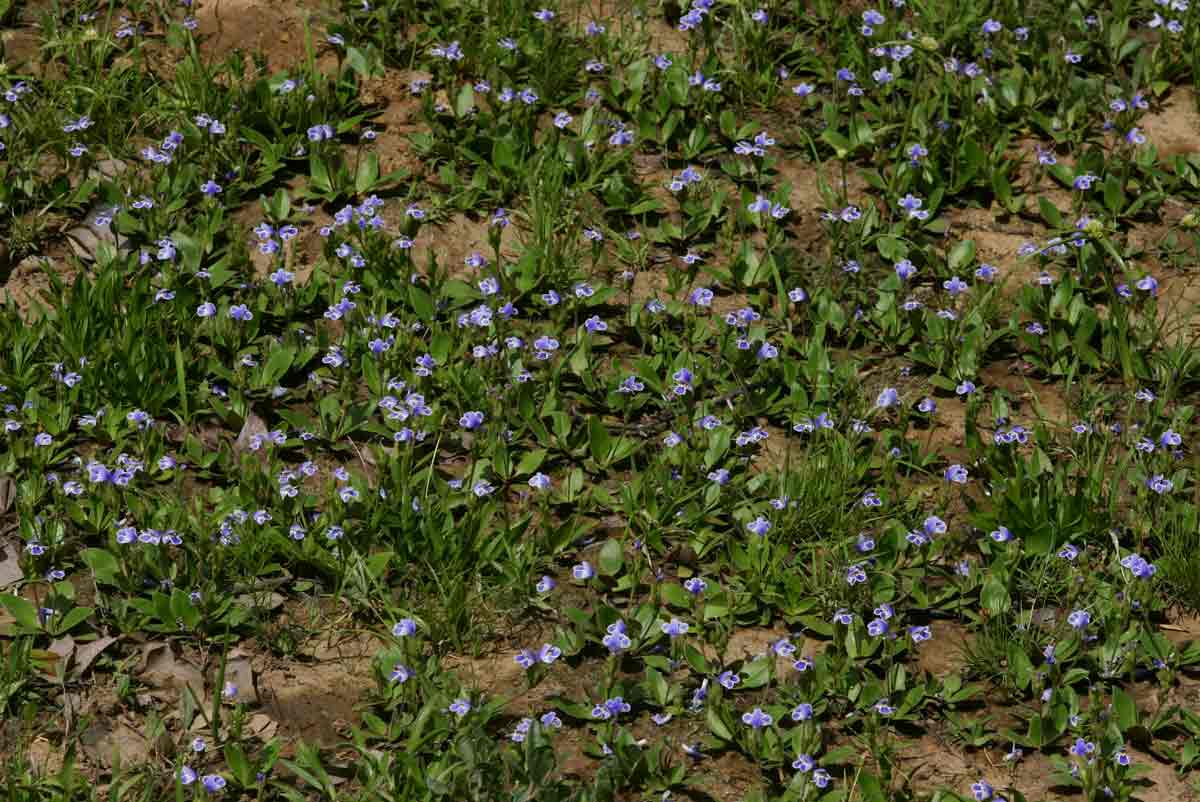 Craterostigma plantagineum