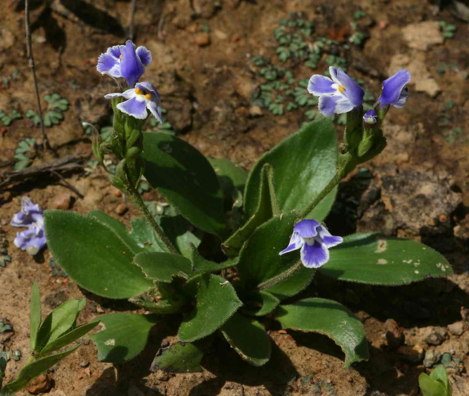 Craterostigma plantagineum