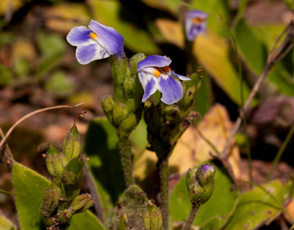 Craterostigma plantagineum