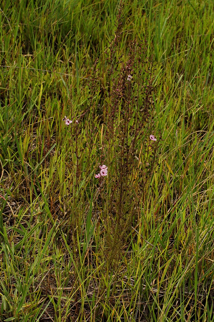 Sopubia mannii var. tenuifolia Sopubia mannii var. tenuifolia