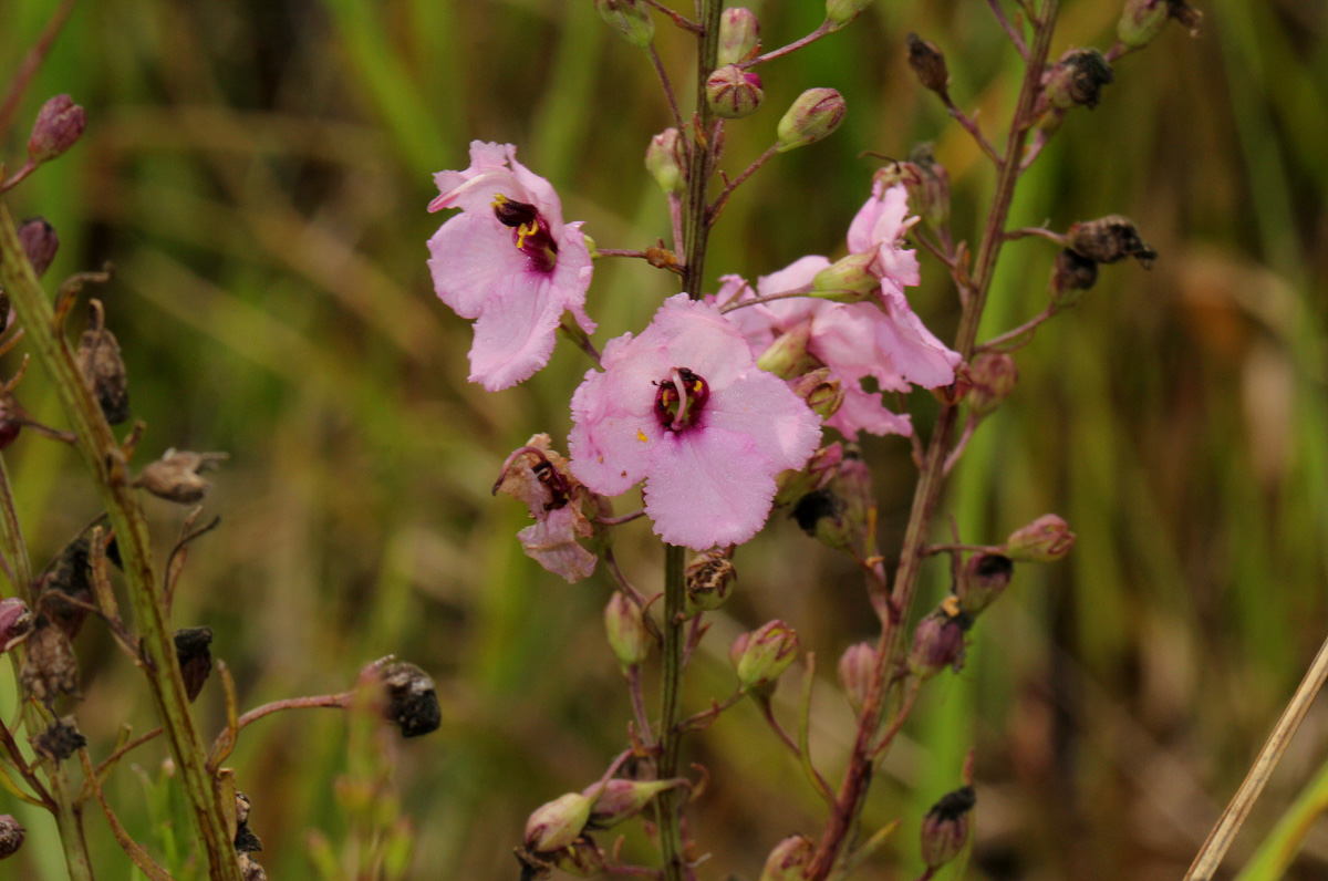 Sopubia mannii var. tenuifolia Sopubia mannii var. tenuifolia