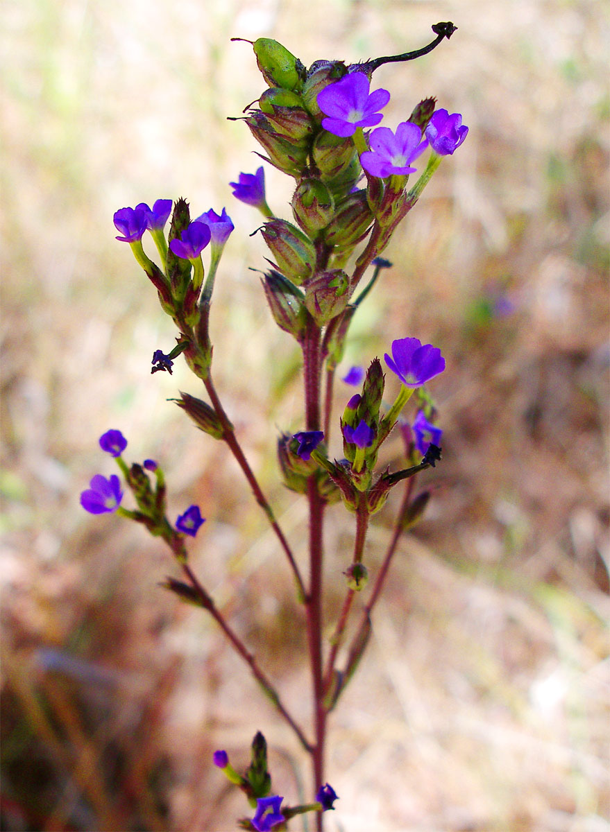 Buchnera hispida Buchnera hispida