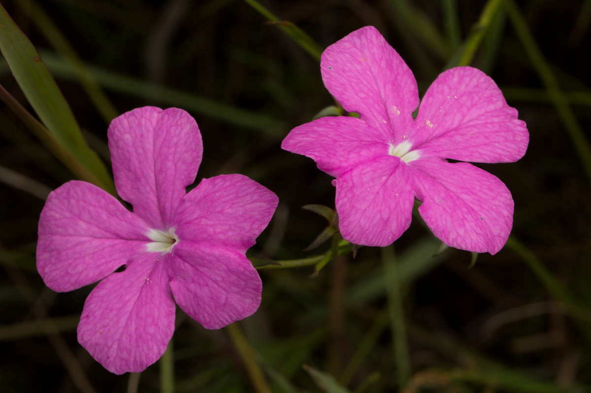 Cycnium tubulosum Cycnium tubulosum