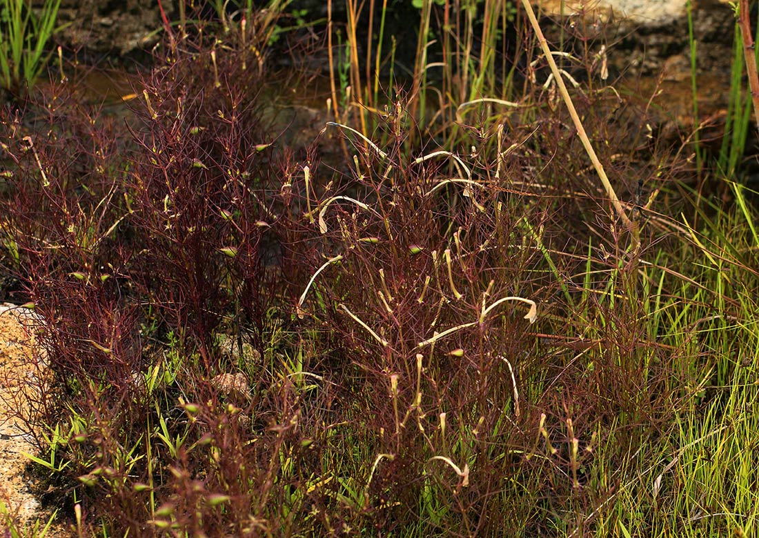 Rhamphicarpa fistulosa