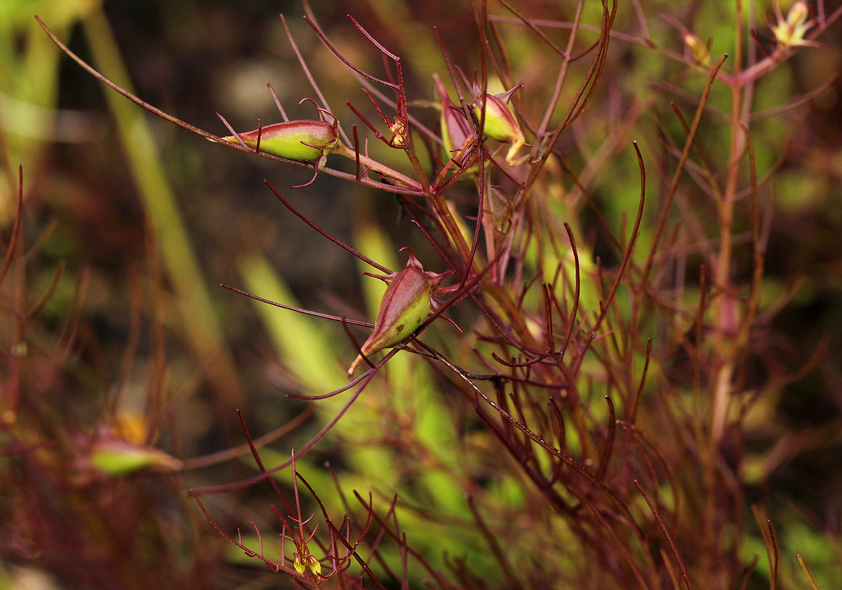 Rhamphicarpa fistulosa