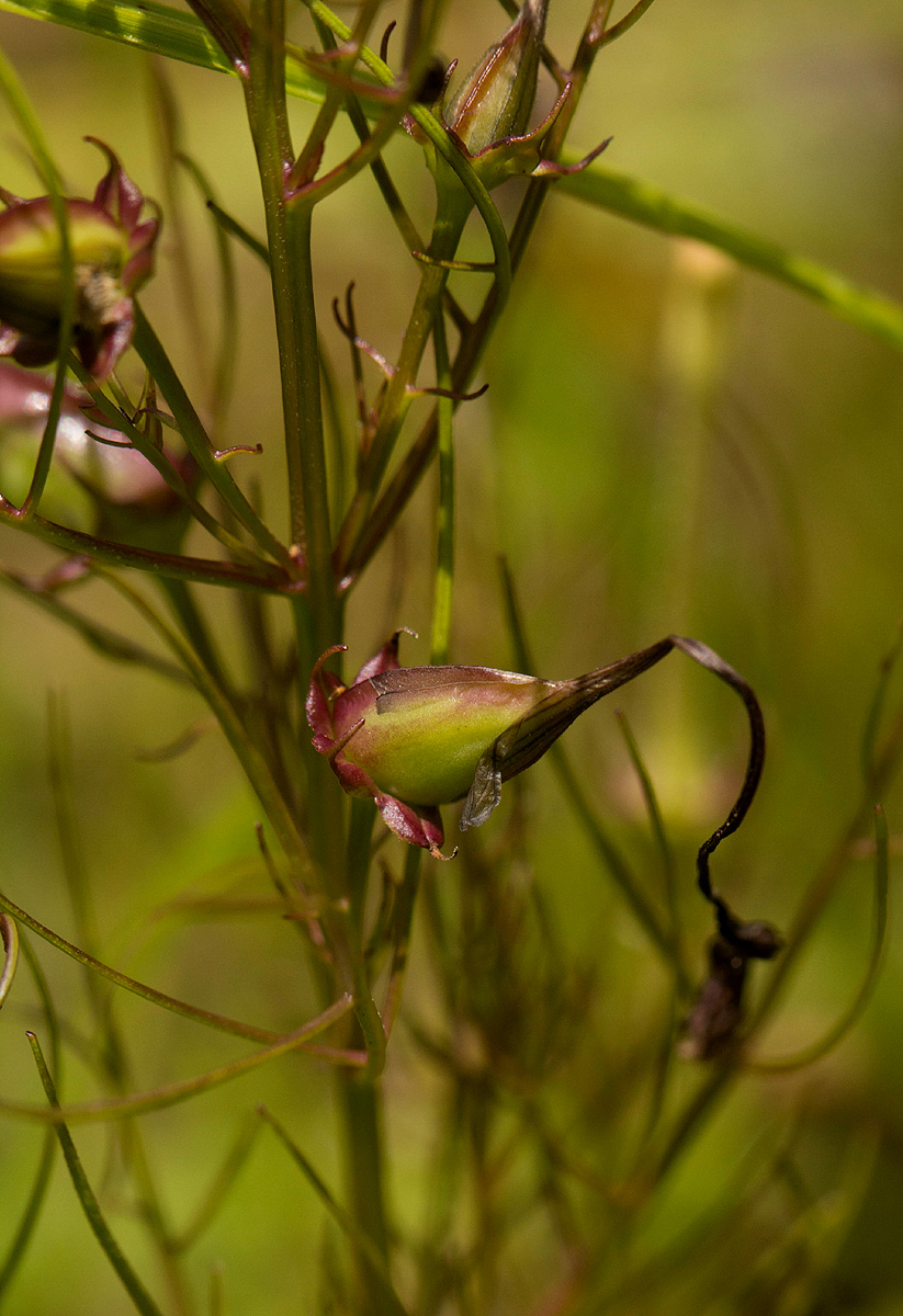 Rhamphicarpa fistulosa Rhamphicarpa fistulosa
