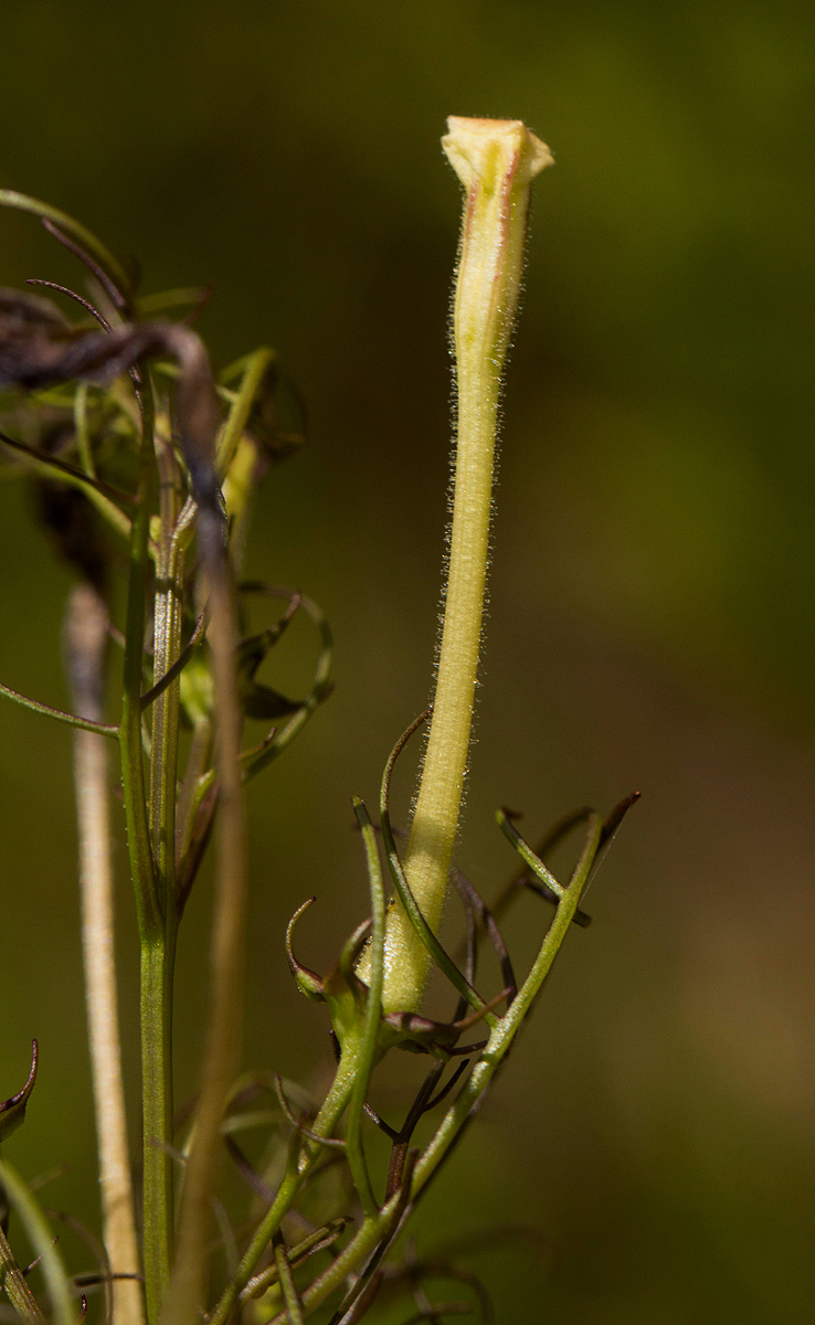 Rhamphicarpa fistulosa