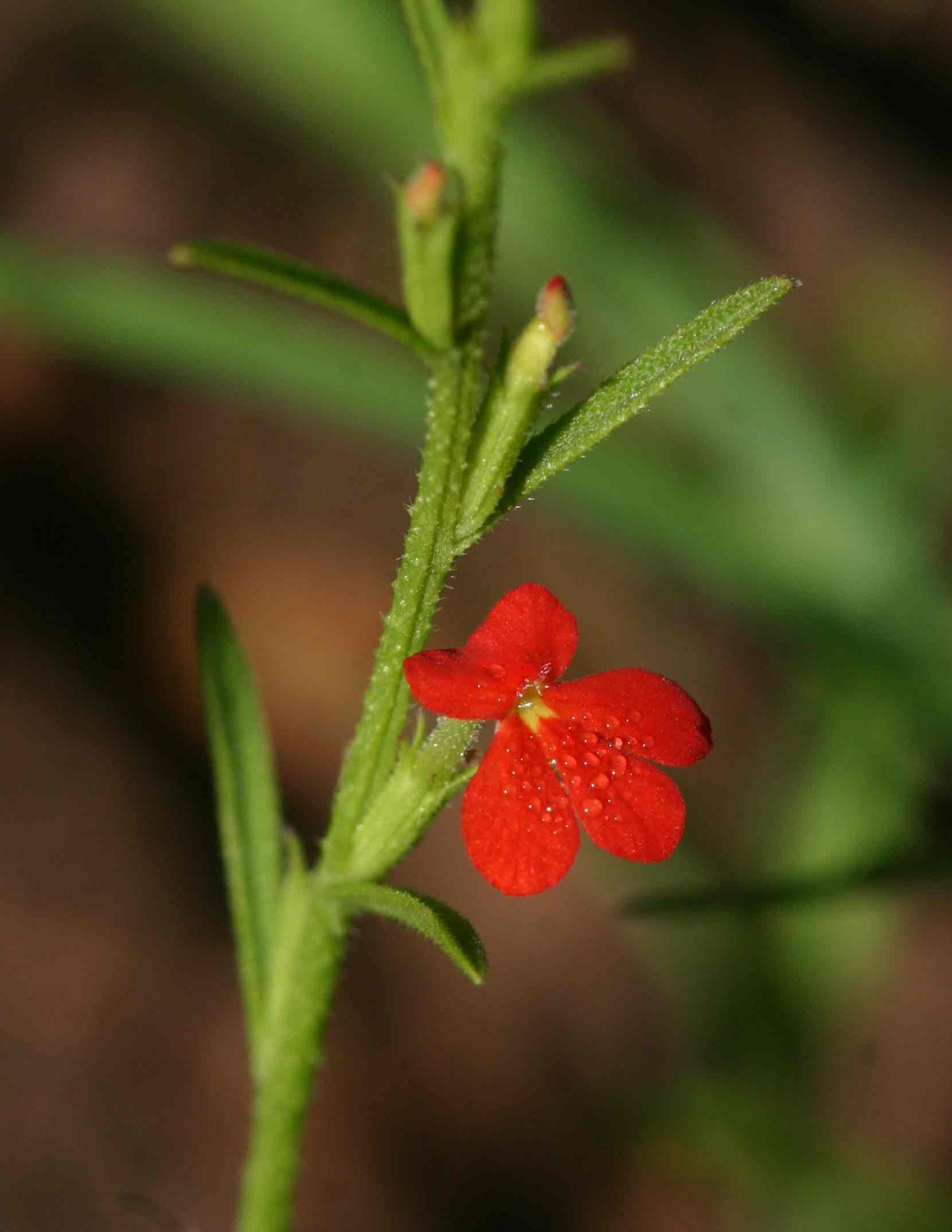 Striga asiatica