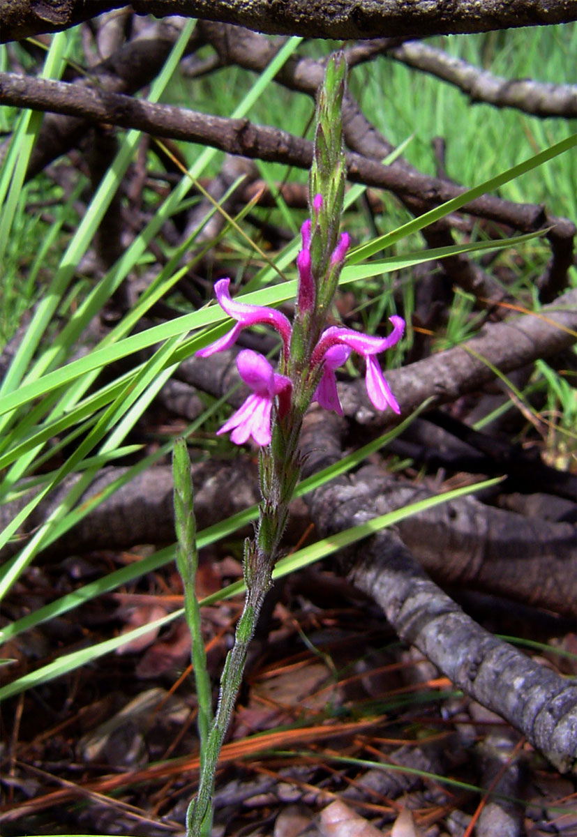 Striga bilabiata subsp. bilabiata