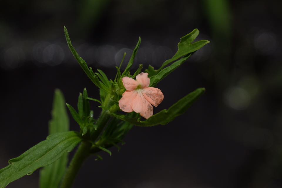 Striga forbesii Striga forbesii