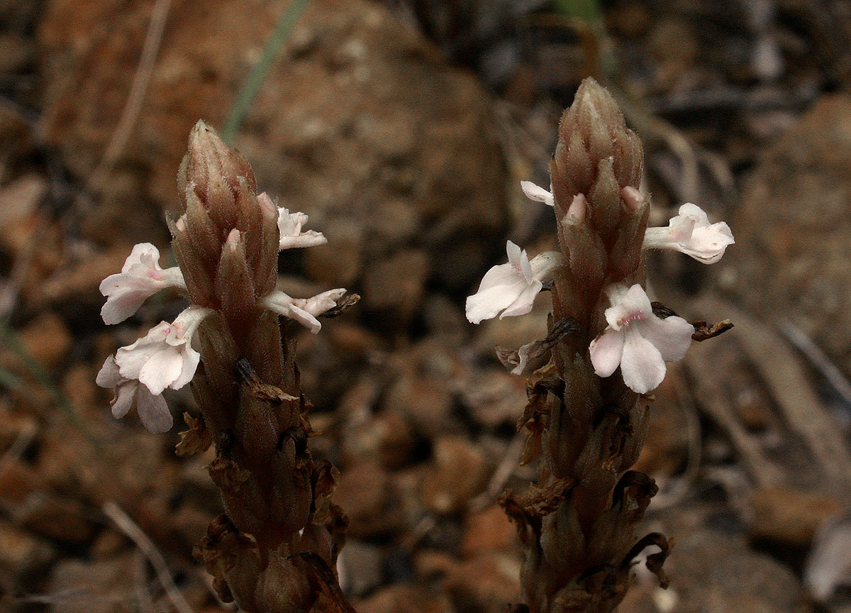 Striga gesnerioides Striga gesnerioides