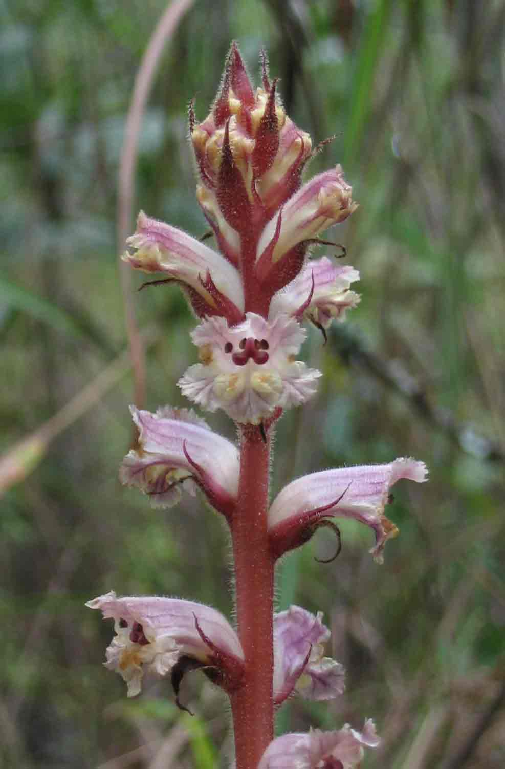 Orobanche minor Orobanche minor