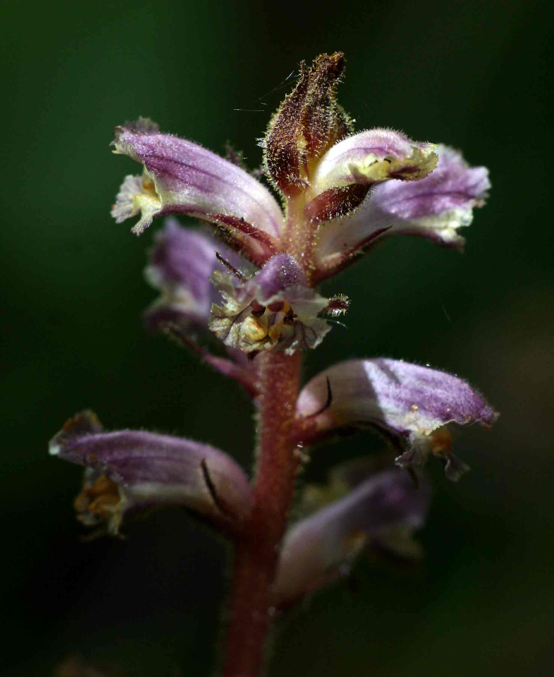 Orobanche minor Orobanche minor