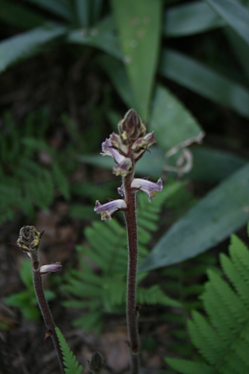 Orobanche minor