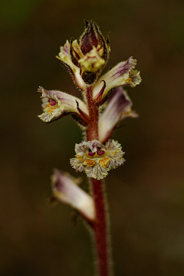 Orobanche minor Orobanche minor