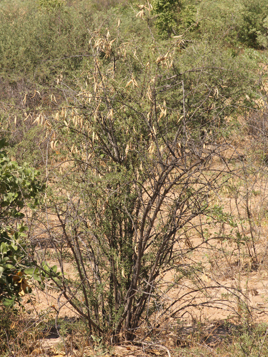 Rhigozum brevispinosum
