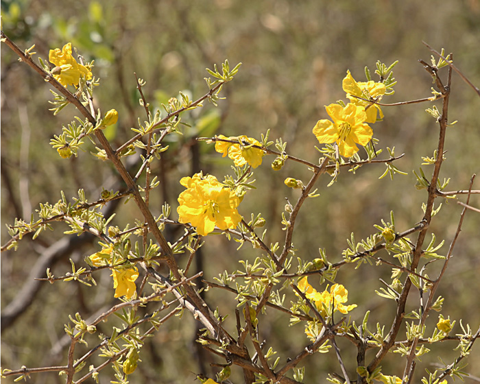 Rhigozum brevispinosum