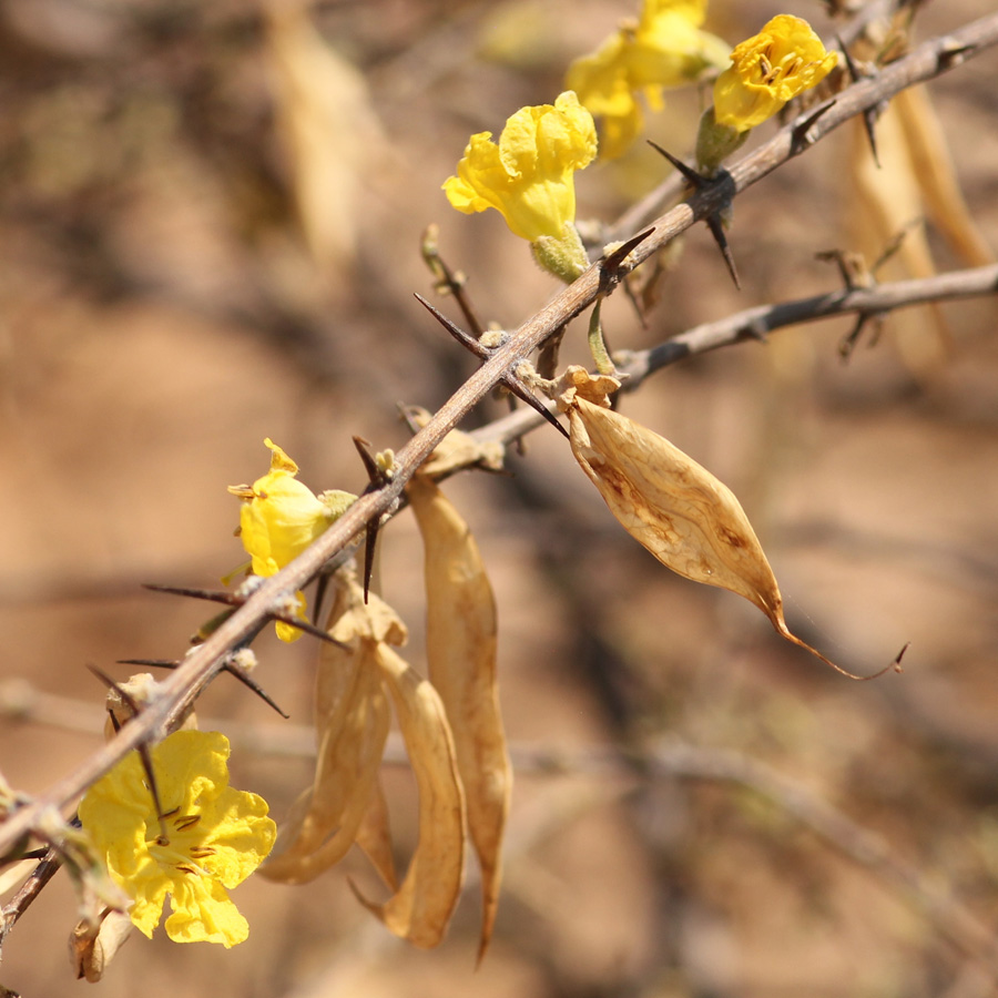 Rhigozum brevispinosum Rhigozum brevispinosum