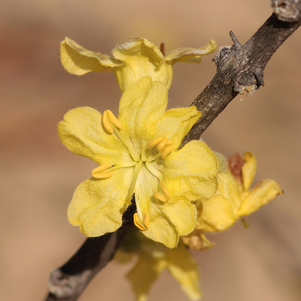 Rhigozum brevispinosum
