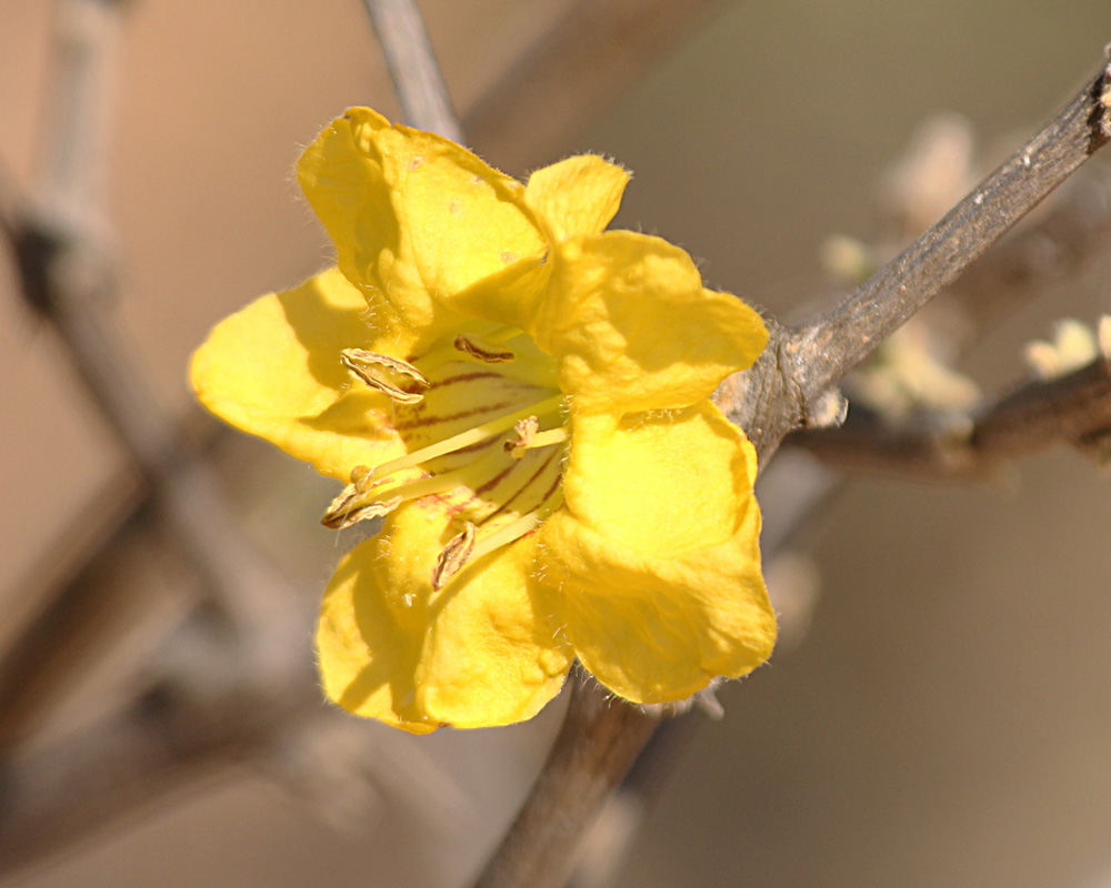 Rhigozum brevispinosum