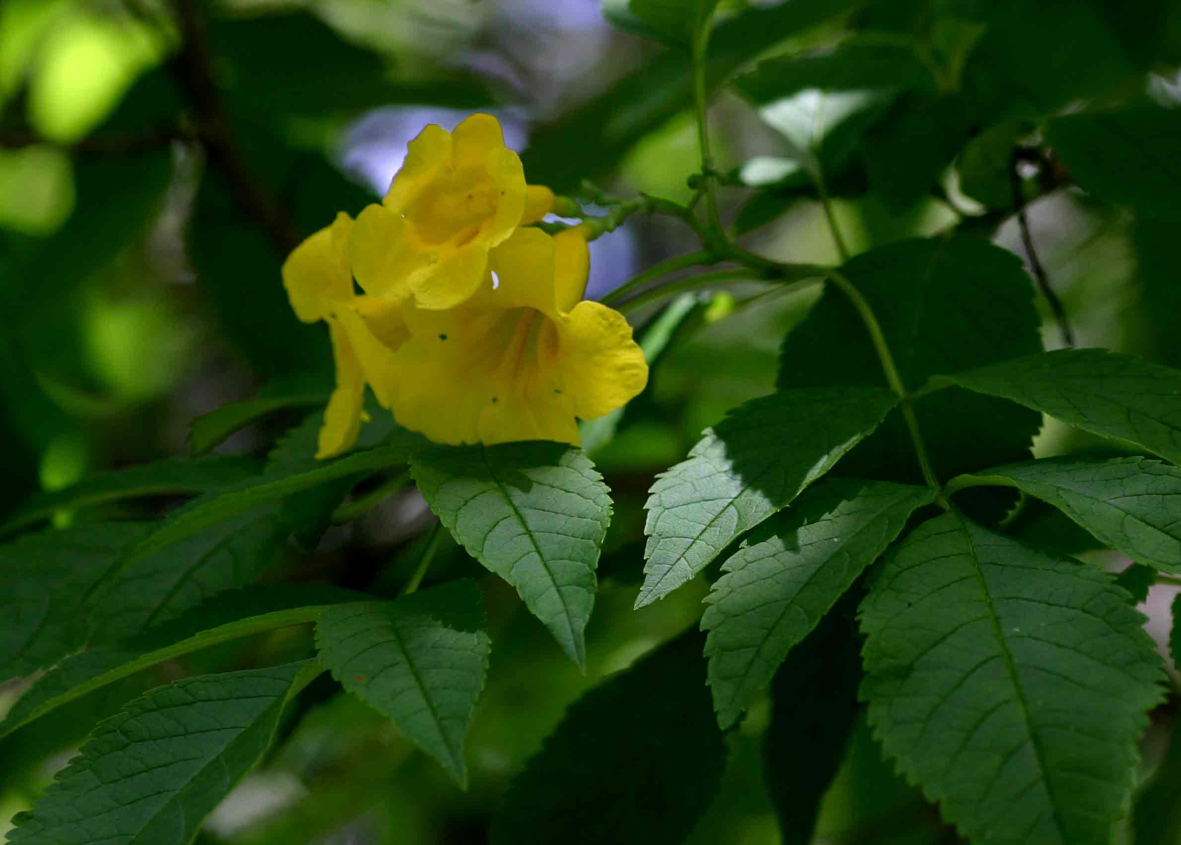 Tecoma stans Tecoma stans