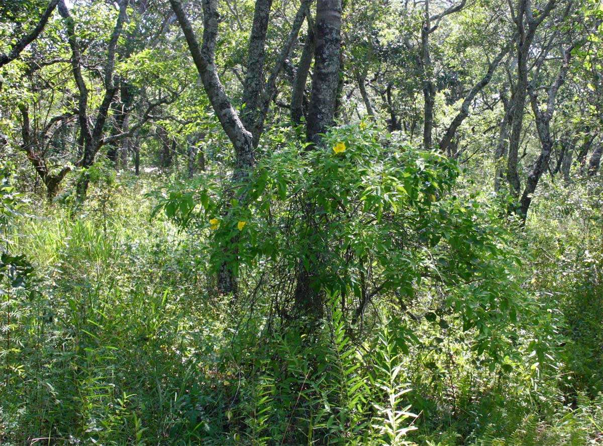 Tecoma stans Tecoma stans