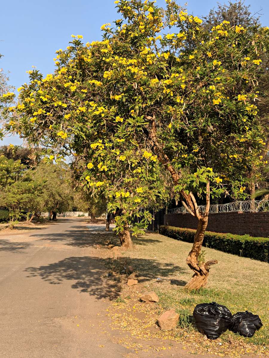 Tecoma stans Tecoma stans