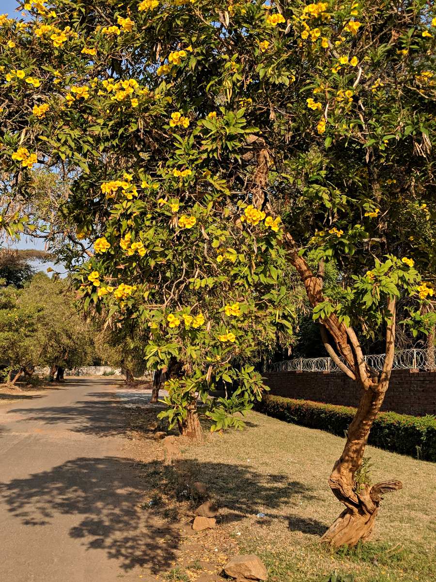 Tecoma stans Tecoma stans