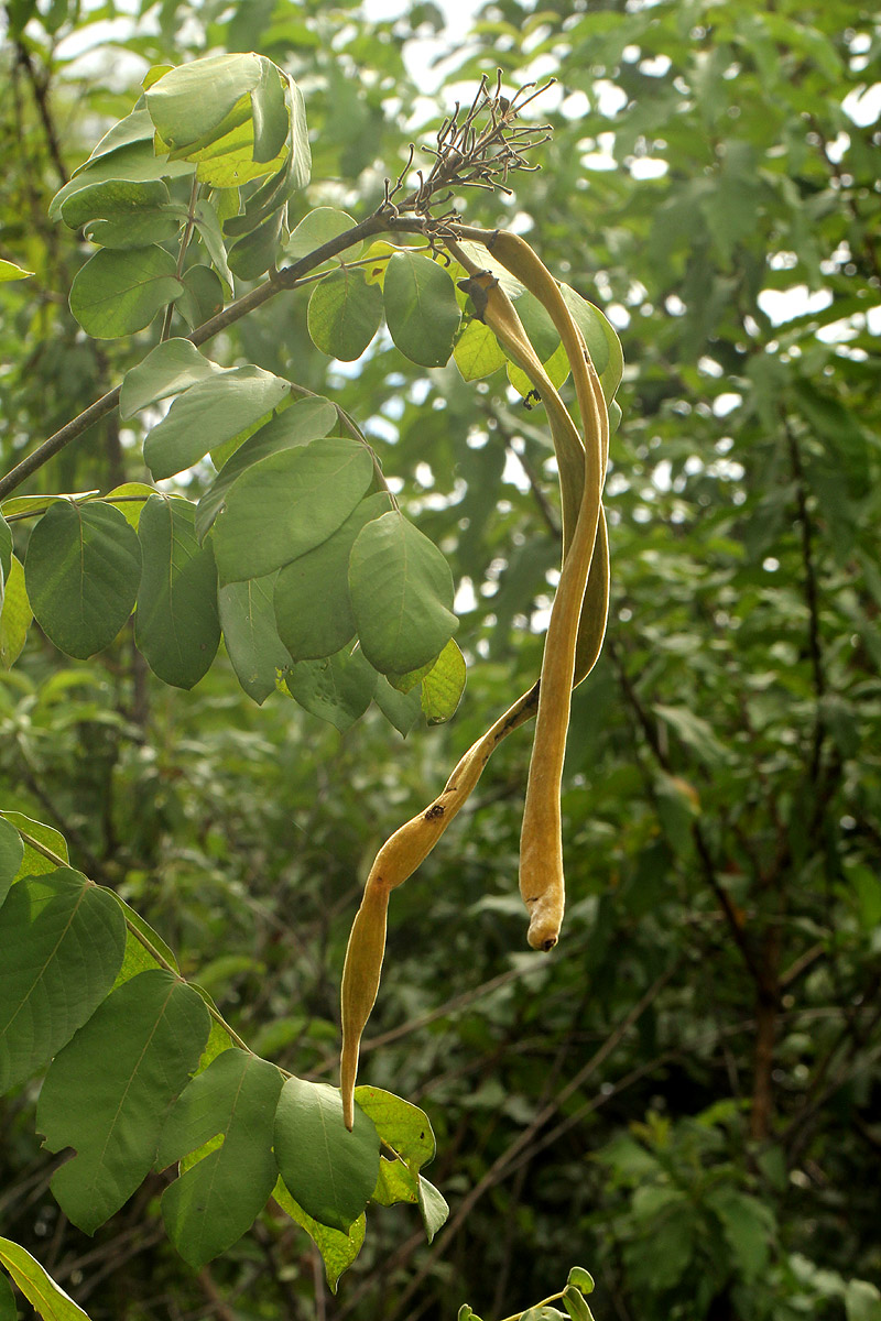 Markhamia obtusifolia