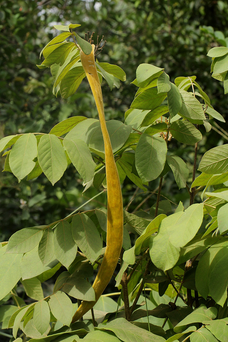 Markhamia obtusifolia